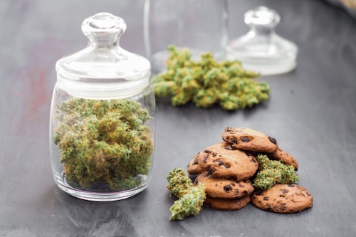 Cime della varietà Cookies di Pyramid Seeds con biscotti — profilo terpenico Girl Scout Cookies, aroma dolce e terroso